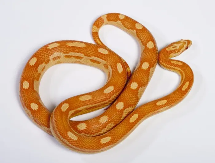 Framed Print : Corn / Red Rat Snake - “Crealmsicle motley” mutation - North America Framed Print : Corn / Red Rat Snake - “Crealmsicle motley” mutation - North America
