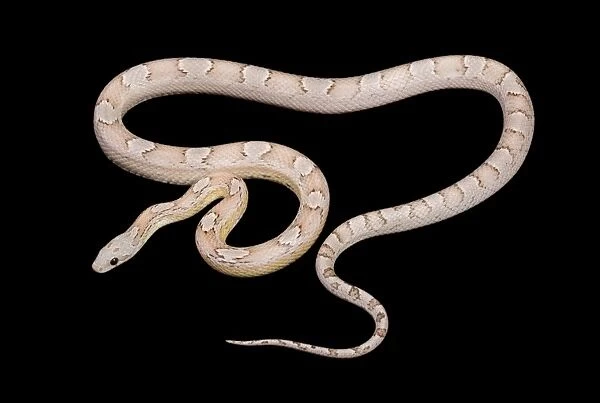 Corn  /  Red Rat Snake - “ghost bloodred” mutation - North America