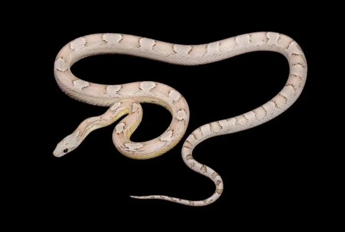 Framed Print : Corn / Red Rat Snake - “ghost bloodred” mutation - North America Framed Print : Corn / Red Rat Snake - “ghost bloodred” mutation - North America