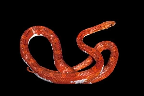 Corn  /  Red Rat Snake - “Hypo blood pied side” mutation - North America