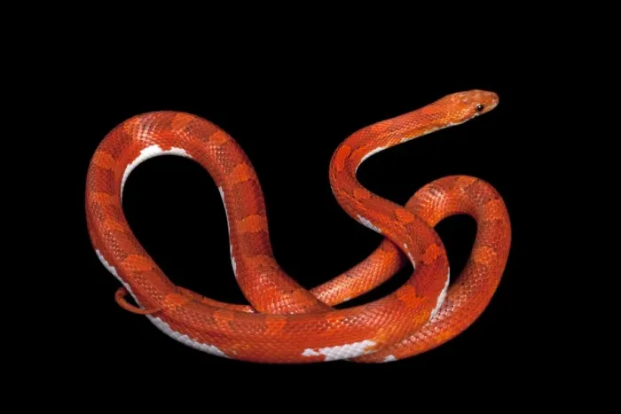 Framed Print : Corn / Red Rat Snake - “Hypo blood pied side” mutation - North America Framed Print : Corn / Red Rat Snake - “Hypo blood pied side” mutation - North America