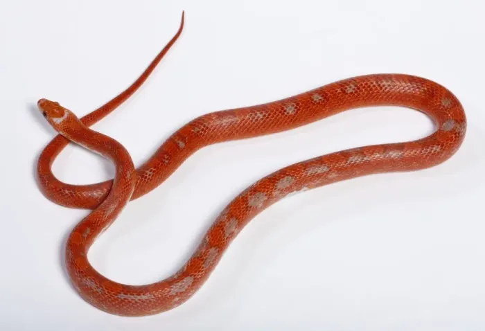 Framed Print : Corn / Red Rat Snake - “Hypo blood pied side” mutation - North America Framed Print : Corn / Red Rat Snake - “Hypo blood pied side” mutation - North America