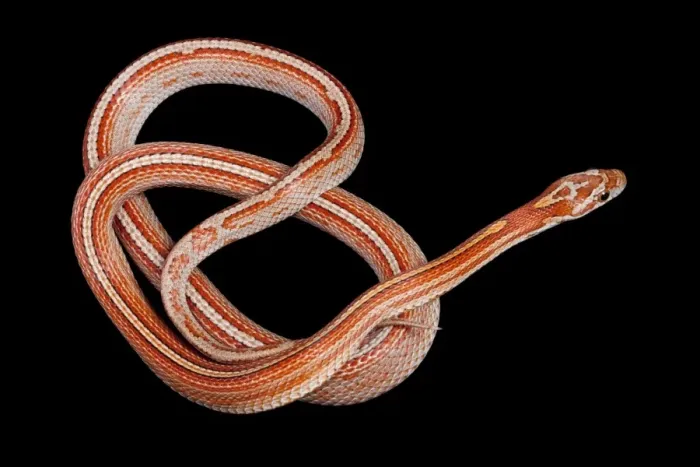 Framed Print : Corn / Red Rat Snake - “Miami stripe” mutation - North America Framed Print : Corn / Red Rat Snake - “Miami stripe” mutation - North America