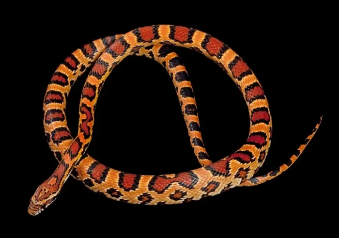 Framed Print : Corn / Red Rat Snake - “Okeetee” mutation - North America Framed Print : Corn / Red Rat Snake - “Okeetee” mutation - North America