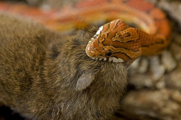 Corn Snake - eating Mouse - controlled conditions - USA