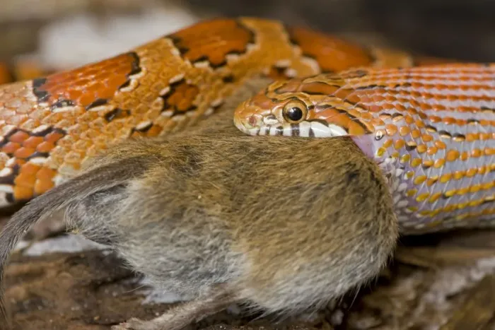 Framed Print : Corn Snake - eating Mouse - controlled conditions - USA Framed Print : Corn Snake - eating Mouse - controlled conditions - USA