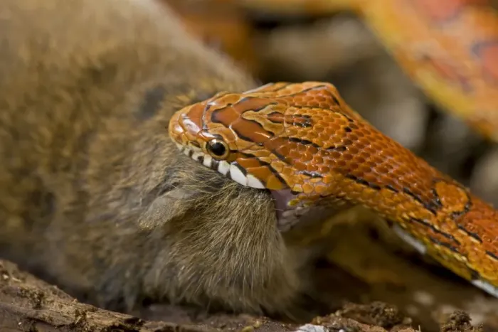 Framed Print : Corn Snake - eating Mouse - controlled conditions - USA Framed Print : Corn Snake - eating Mouse - controlled conditions - USA