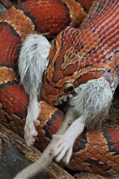 Corn Snake (Pantherophis guttatus) - Eating mouse - Captive - Formerly Elaphe guttata - Native to southeastern United States - One of the most common pet snakes in the world