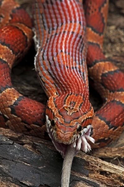 Corn Snake (Pantherophis guttatus) - Eating Mouse - Captive - Formerly Elaphe guttata - Native to southeastern United States - One of the most common pet snakes in the world