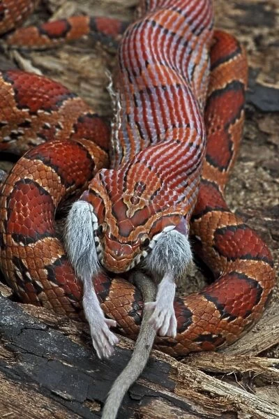 Corn Snake (Pantherophis guttatus) - Eating mouse - Captive - Formerly Elaphe guttata - Native to southeastern United States - One of the most common pet snakes in the world