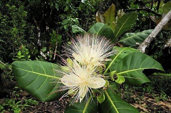 Cornbeefwood  /  Barringtonia Flower - Masoala National Park - Madagascar