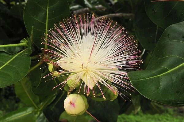 Cornbeefwood  /  Barringtonia Flower - Masoala National Park - Madagascar