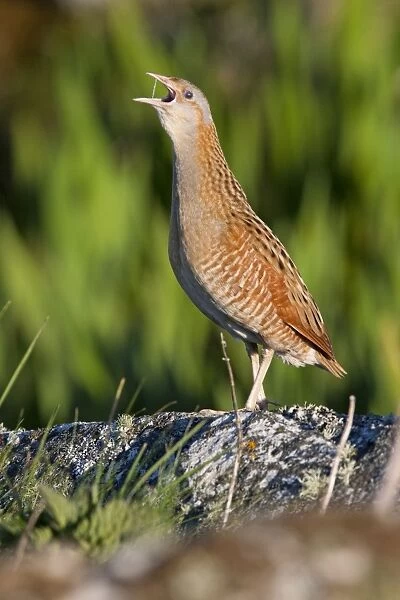 Corncrake - adult male calling in the early morning, North Uist, Outer Hebrides, Scotland, UK