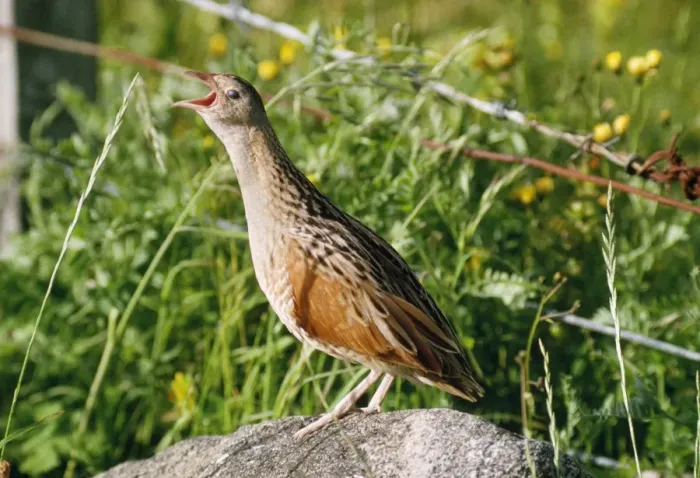 Framed Print : Corncrake - calling Framed Print : Corncrake - calling