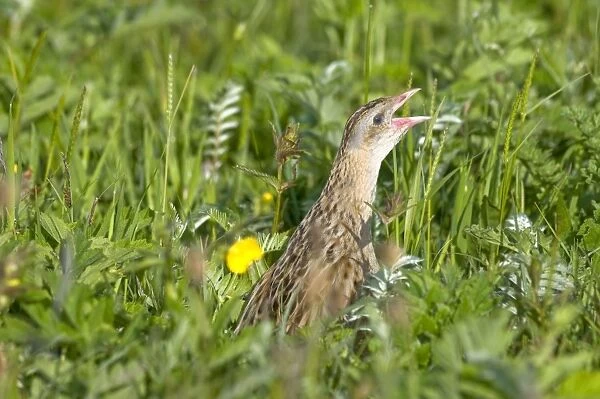 Corncrake - calling - in the machair - North Uist - Outer hebrides