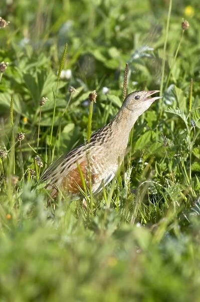 Corncrake - calling - in the machair - North Uist - Outer hebrides
