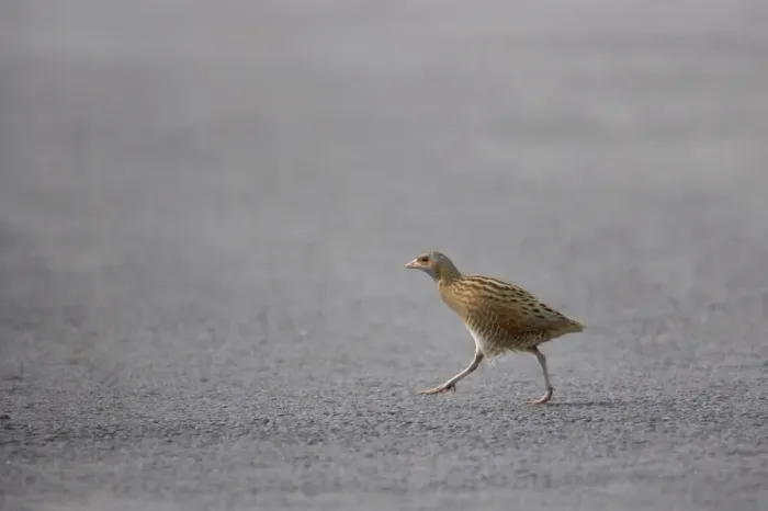 Framed Print : Corncrake - Male crossing road Crex crex South Uist, Outer Hebrides Scotland, UK BI016661 Framed Print : Corncrake - Male crossing road Crex crex South Uist, Outer Hebrides Scotland, UK BI016661