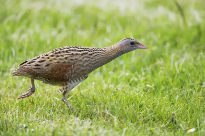 Framed Print : Corncrake - Moving across open ground Crex crex South Uist, Outer hebrides Scotland, UK BI016683 Framed Print : Corncrake - Moving across open ground Crex crex South Uist, Outer hebrides Scotland, UK BI016683