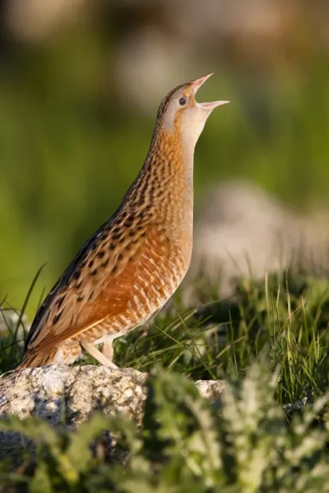 Framed Print : Corncrake - Single adult male calling in the early morning, North Uist, Outer Hebrides, Scotland, UK Framed Print : Corncrake - Single adult male calling in the early morning, North Uist, Outer Hebrides, Scotland, UK