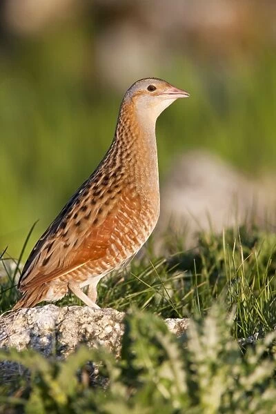 Corncrake - Single adult male standing on rock in the early morning, North Uist, Outer Hebrides, Scotland, UK