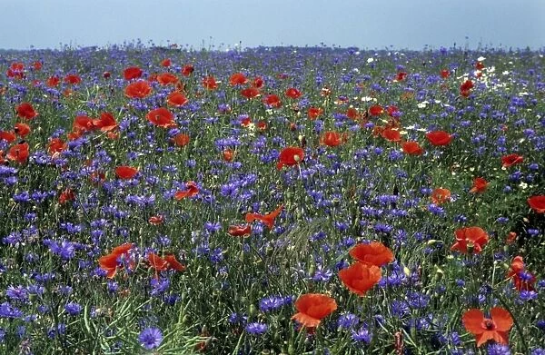 Cornflower field with Common Poppies
