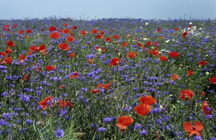 Framed Print : Cornflower field with Common Poppies Framed Print : Cornflower field with Common Poppies