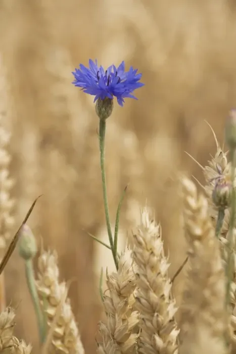 Framed Print : Cornflowers (Centaurea cyanus) in cornfield; now very rare in UK Framed Print : Cornflowers (Centaurea cyanus) in cornfield; now very rare in UK