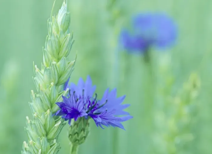 Framed Print : Cornflowers growing amidst wheat field Baden-Wuerttemberg, Germany Framed Print : Cornflowers growing amidst wheat field Baden-Wuerttemberg, Germany