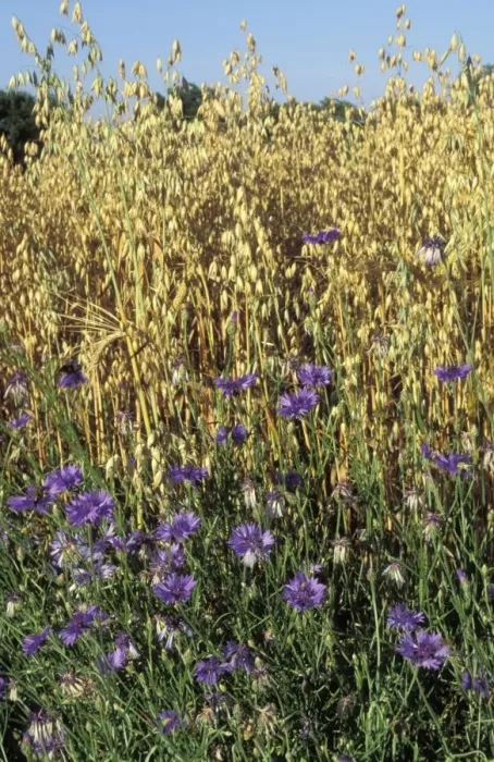 Framed Print : Cornflowers - in oats Framed Print : Cornflowers - in oats