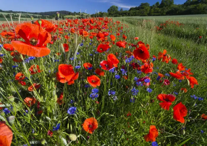 Framed Print : Cornflowers and Poppies, (Papaver rhoeas) in a wheat field, Hessen, Germany Framed Print : Cornflowers and Poppies, (Papaver rhoeas) in a wheat field, Hessen, Germany