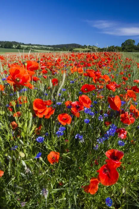 Framed Print : Cornflowers and Poppies, (Papaver rhoeas) in a wheat field, Hessen, Germany Framed Print : Cornflowers and Poppies, (Papaver rhoeas) in a wheat field, Hessen, Germany