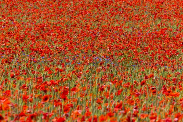 Framed Print : Cornflowers and Poppies, (Papaver rhoeas) in a wheat field, Hessen, Germany Framed Print : Cornflowers and Poppies, (Papaver rhoeas) in a wheat field, Hessen, Germany