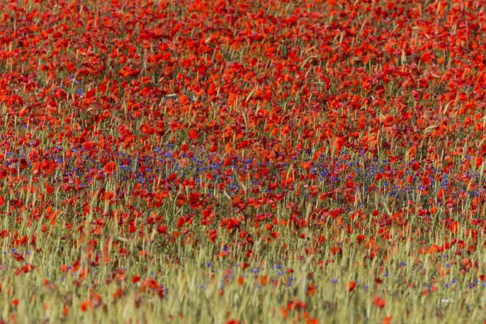 Framed Print : Cornflowers and Poppies, (Papaver rhoeas) in a wheat field, Hessen, Germany