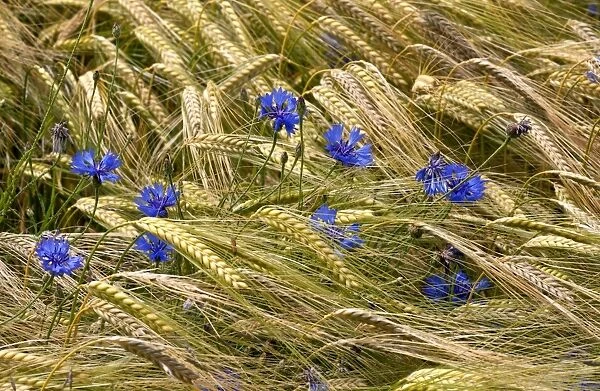 Cornflowers - in wheat field