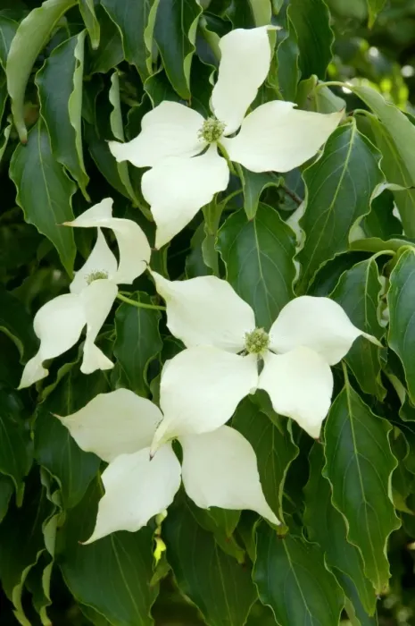 Framed Print : Cornus kousa var. chinensis. (Dogwood) Quite a splendid sized tree in a Devon garden, UK. June Framed Print : Cornus kousa var. chinensis. (Dogwood) Quite a splendid sized tree in a Devon garden, UK. June