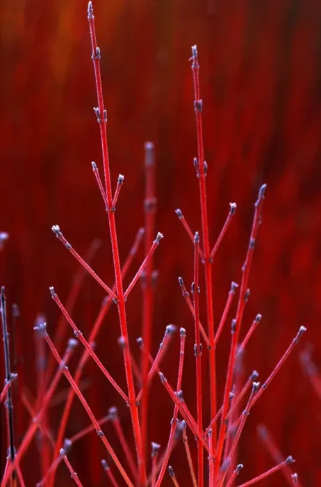 Framed Print : Cornus Winter Beauty - adds vibrant colour to winter borders - December Kent garden. UK Framed Print : Cornus Winter Beauty - adds vibrant colour to winter borders - December Kent garden. UK
