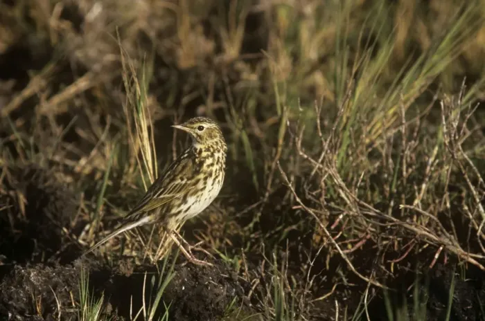 Framed Print : Correndera Pipit - perched on ground Framed Print : Correndera Pipit - perched on ground