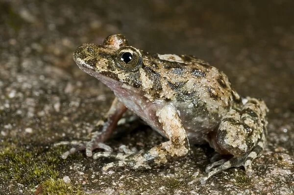 Corsican Painted Frog - male - Endemic of the Corsica Island - France