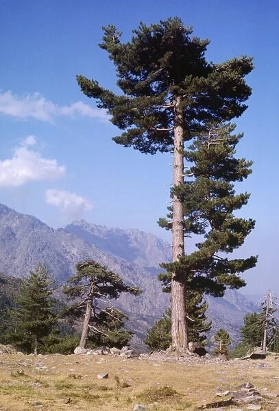 Corsican Pine Corsica