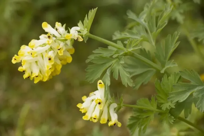 Framed Print : Corydalis nobilis, an invasive weed, from Russia Framed Print : Corydalis nobilis, an invasive weed, from Russia