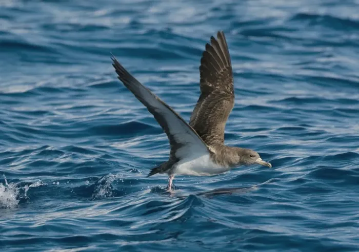 Framed Print : Cory's Shearwater - in flight - running on the sea for take off - Madeira - September Framed Print : Cory's Shearwater - in flight - running on the sea for take off - Madeira - September