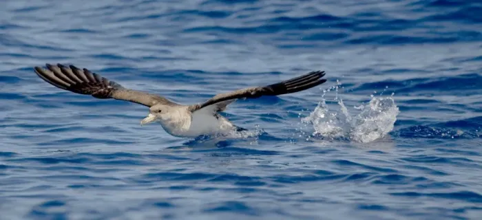 Framed Print : Cory's Shearwater - in flight - running on the sea for take off - Madeira - September