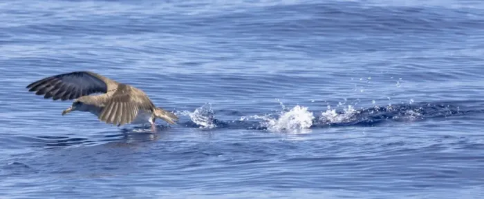 Framed Print : Cory's Shearwater - in flight - running on the sea for take off - Madeira - September Framed Print : Cory's Shearwater - in flight - running on the sea for take off - Madeira - September