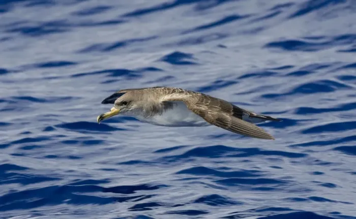 Framed Print : Cory's Shearwater - in flight over the sea - Madeira - September Framed Print : Cory's Shearwater - in flight over the sea - Madeira - September