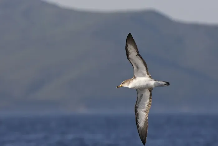 Framed Print : Cory's Shearwater - in flight. The strait of Gibraltar - Spain Framed Print : Cory's Shearwater - in flight. The strait of Gibraltar - Spain