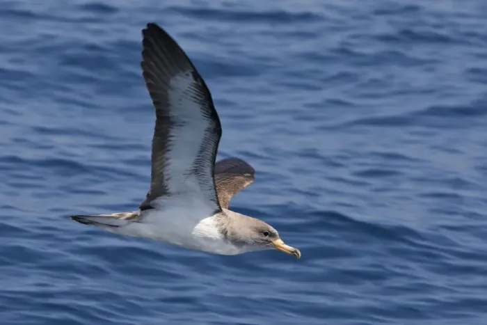 Framed Print : Cory's Shearwater - in flight. The strait of Gibraltar - Spain Framed Print : Cory's Shearwater - in flight. The strait of Gibraltar - Spain