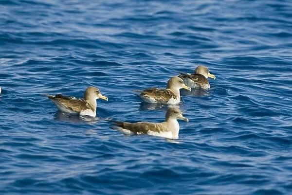 Cory's Shearwater - four on the sea - Madeira - September