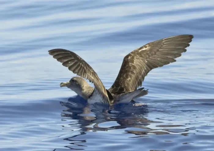 Framed Print : Cory's Shearwater - on the sea with wings raised - Madeira - September