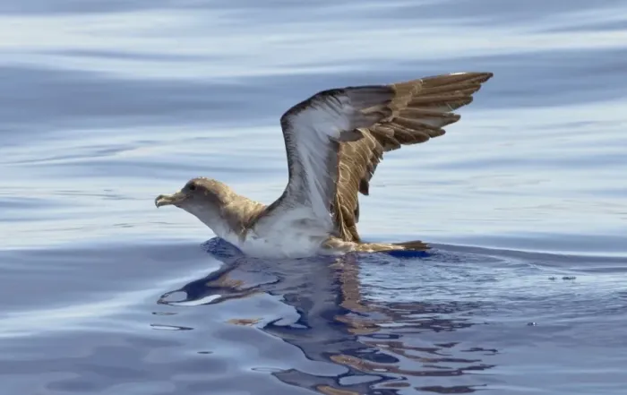 Framed Print : Cory's Shearwater - on the sea with wings raised - Madeira - September Framed Print : Cory's Shearwater - on the sea with wings raised - Madeira - September