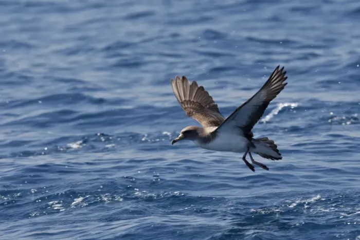 Framed Print : Cory's Shearwater - taking off. The strait of Gibraltar - Spain Framed Print : Cory's Shearwater - taking off. The strait of Gibraltar - Spain
